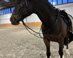 Springpferd Zorro's Boy 3 (KWPN (Niederländisches Warmblut), 2013, von Zorro)