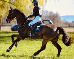 jumper Fred Feuerstein W (Oldenburg show jumper, 2015, from Feuerwasser)