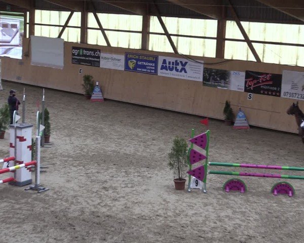 Reitturnier Fehraltorf 2025