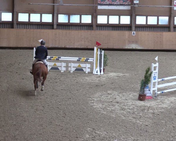 Reitturnier Fehraltorf 2025