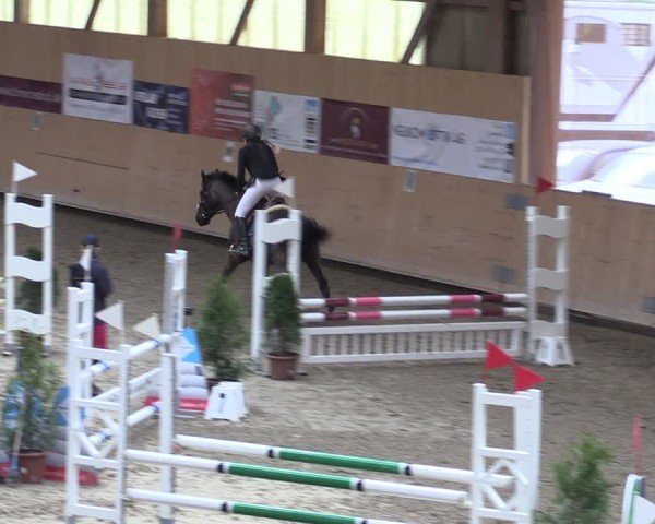 Reitturnier Fehraltorf 2025