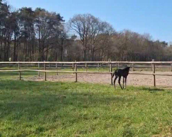 Video of Leonardo FS