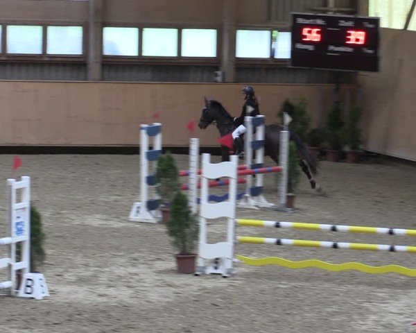 Reitturnier Fehraltorf 2025