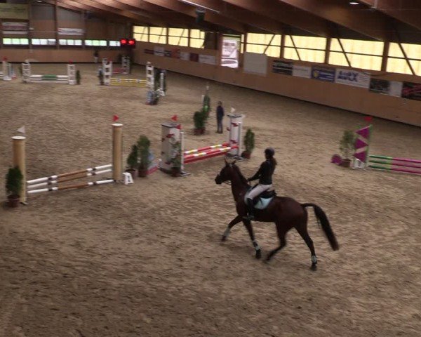 Reitturnier Fehraltorf 2025