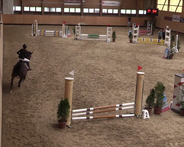 Reitturnier Fehraltorf 2025