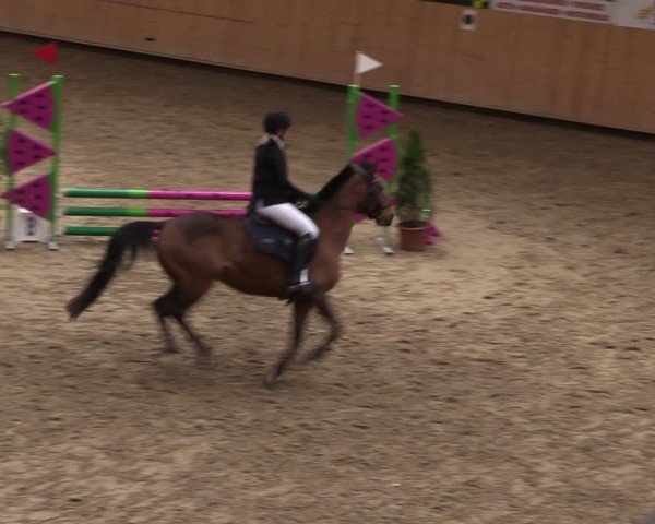 Reitturnier Fehraltorf 2025