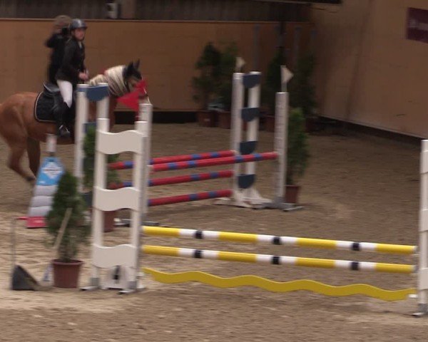 Reitturnier Fehraltorf 2025