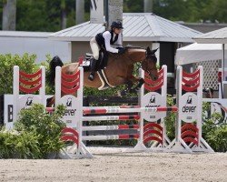 jumper Calabria 9 (Oldenburg show jumper, 2016, from Casino Grande)