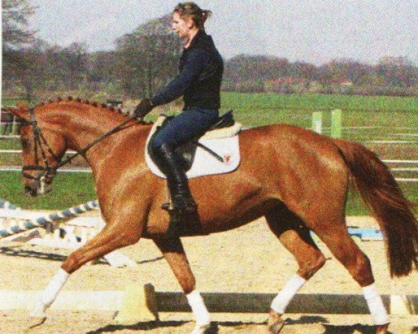 dressage horse Die Leila (Oldenburg, 2006, from Daddy Cool)