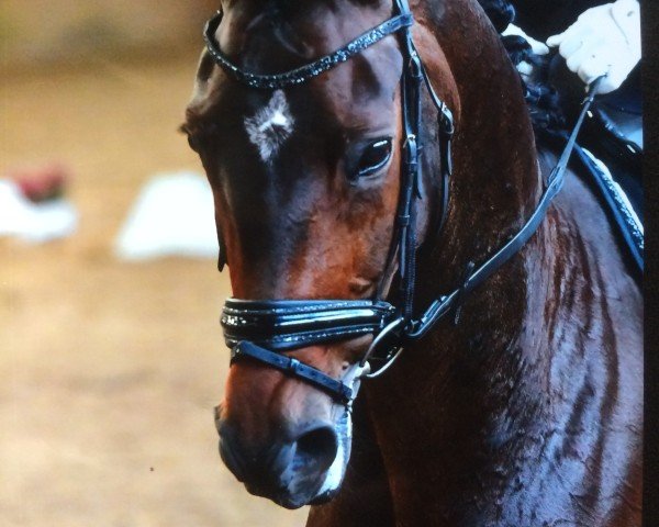 dressage horse Sunrise Sp (Hanoverian, 2012, from San Amour I)