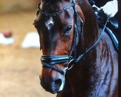 dressage horse Sunrise Sp (Hanoverian, 2012, from San Amour I)