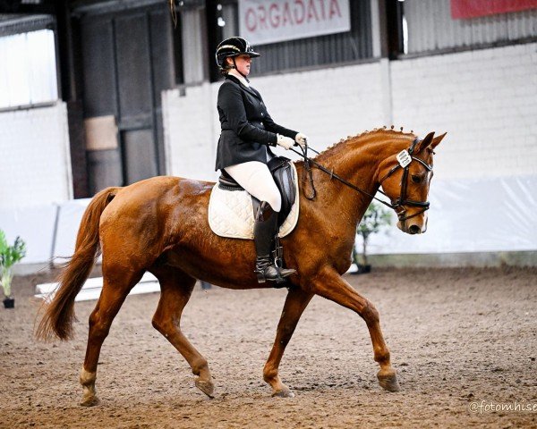 broodmare Wonne 124 (Hanoverian, 2009, from Wolkentanz I)