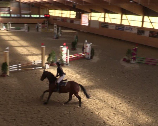 Reitturnier Fehraltorf 2025