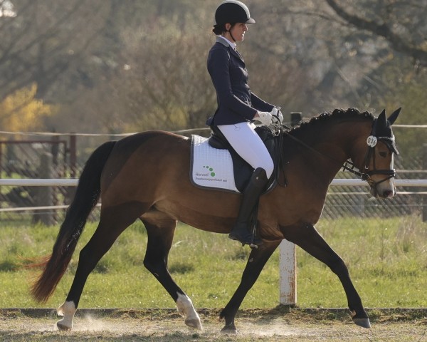 horse Dessimira (German Sport Horse, 2019, from Escamillo)