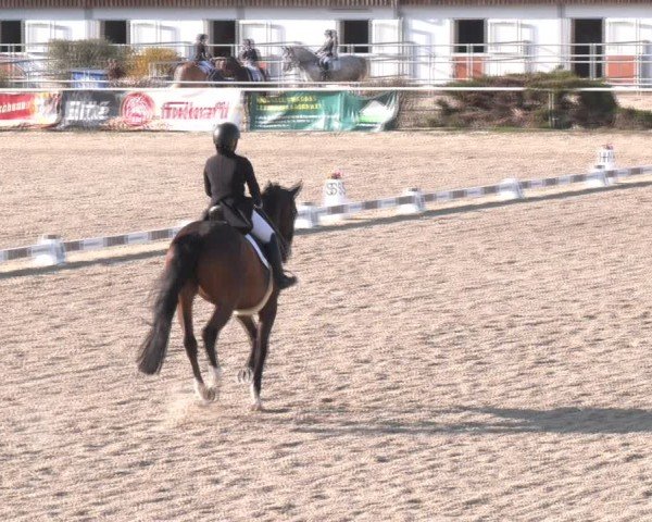 Reitturnier Margarethen am Moos 2025