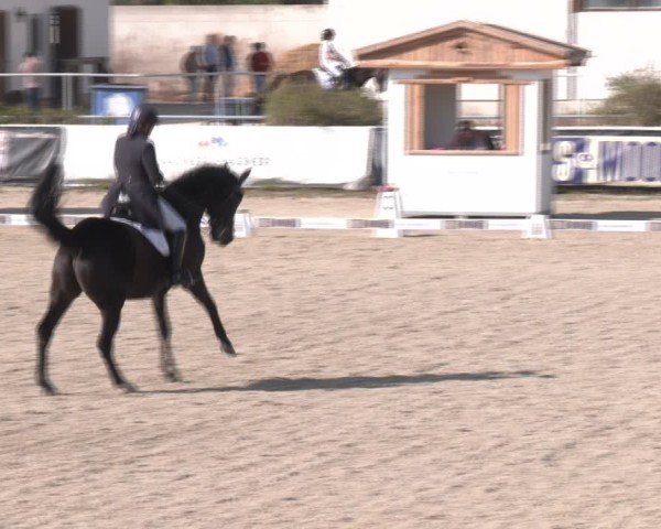Reitturnier Margarethen am Moos 2025