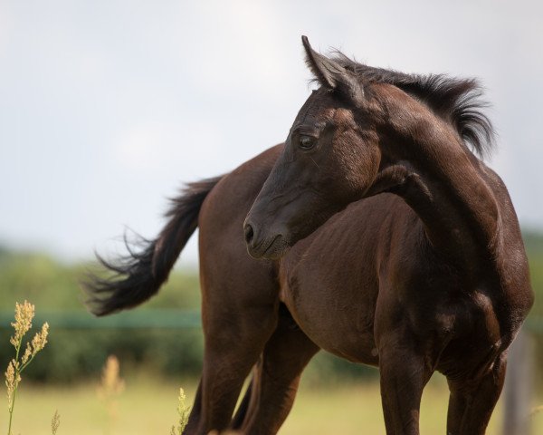 Pferd Fürst Filou P (Oldenburger, 2021, von Fürst Zonik PS)