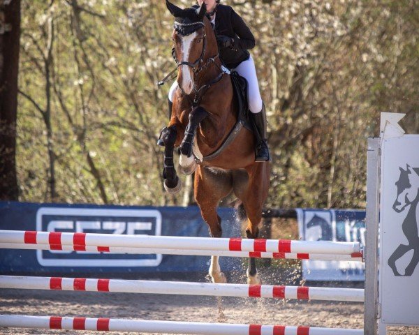dressage horse Honey Blue (KWPN (Royal Dutch Sporthorse), 2019, from Heineken Vk VDL)