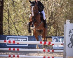dressage horse Honey Blue (KWPN (Royal Dutch Sporthorse), 2019, from Heineken Vk VDL)