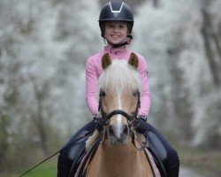 dressage horse La Chicco (Welsh-Pony (Section B), 2010, from Largo)