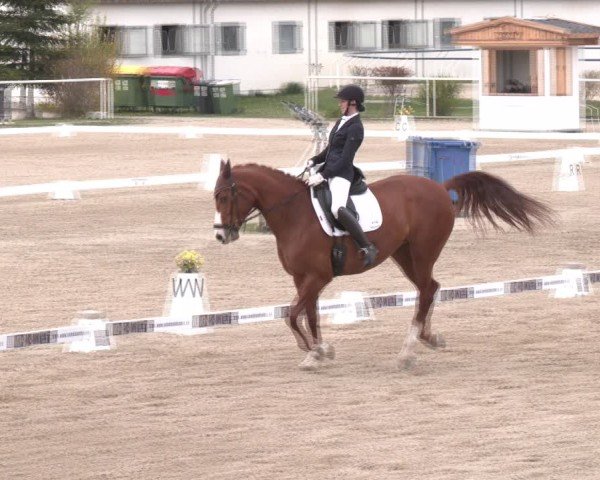 Reitturnier Margarethen am Moos 2025