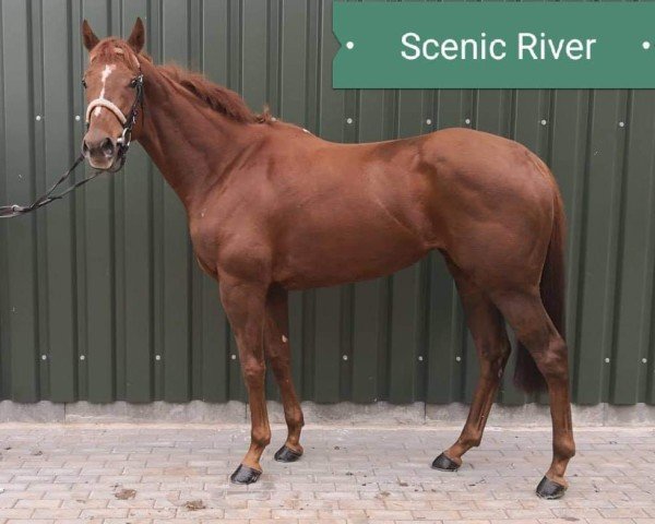 jumper Scenic River xx (Thoroughbred, 2015, from Dutch Art xx)