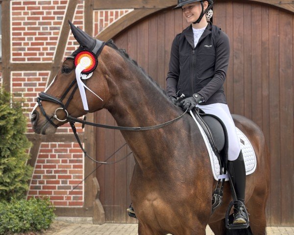 horse Sweet Carolina 4 (Oldenburg, 2018, from Sir Heinrich OLD)