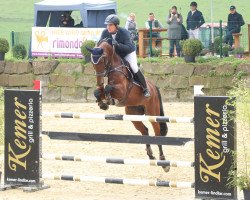 jumper Nijar (Oldenburg show jumper, 2014, from Nintender)