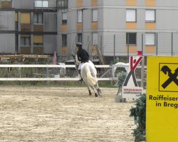 Reitturnier Bregenz 2025