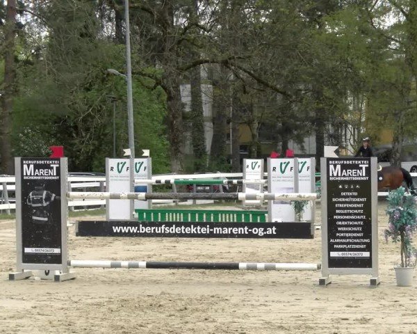 Reitturnier Bregenz 2025