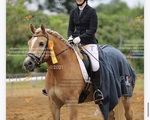 dressage horse Whatever 16 (Haflinger, 2016, from Wirbelsturm-P)