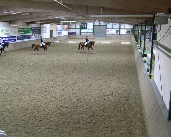 Reitturnier Rhede 2025