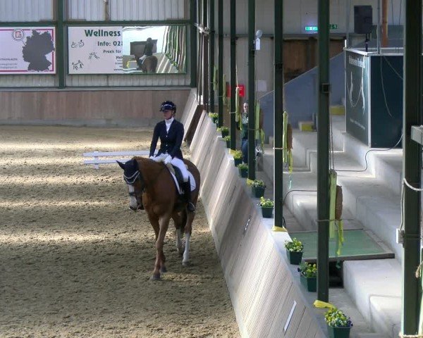 Reitturnier Rhede 2025