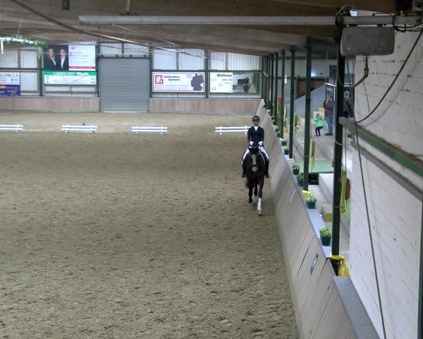 Reitturnier Rhede 2025