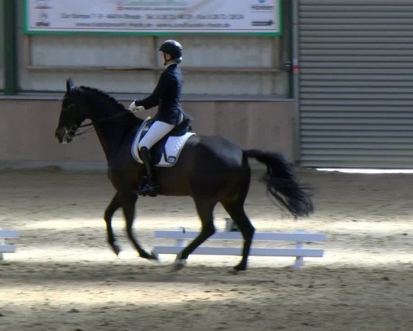 Reitturnier Rhede 2025