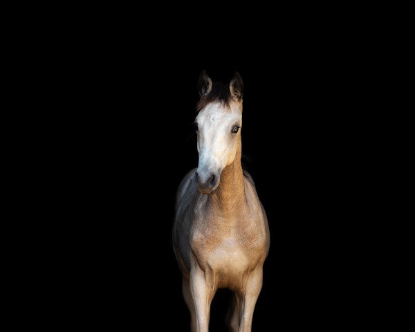broodmare Rivers Golden Girl (Little German Riding Horse, 2020, from Rivers Dancing AS)