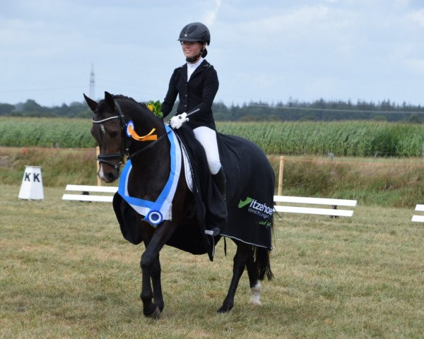 Dressurpferd Gizmo R (Deutsches Reitpony, 2012, von Golden Speed Star)