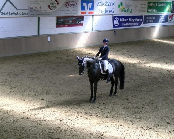 Reitturnier Rhede 2025