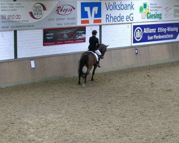 Reitturnier Rhede 2025