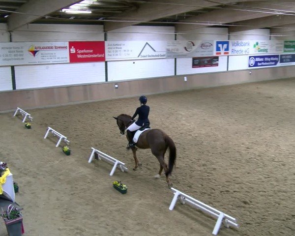 Reitturnier Rhede 2025