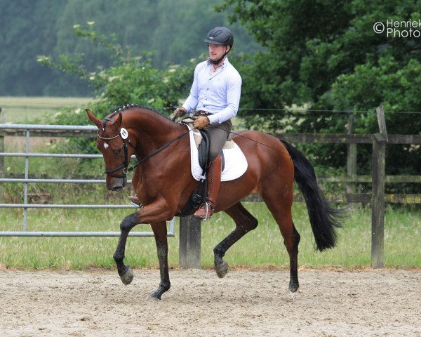 broodmare V-Power BB (Westphalian, 2012, from Vitalis)