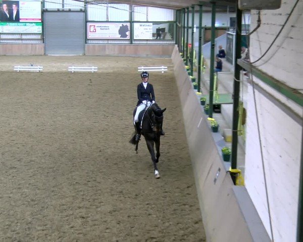 Reitturnier Rhede 2025