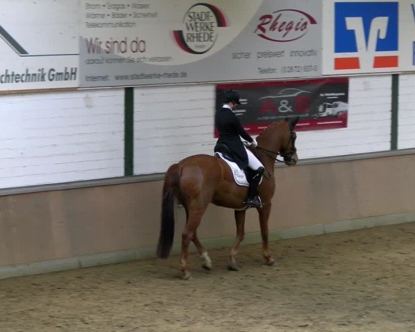 Reitturnier Rhede 2025