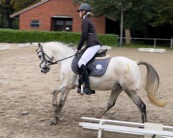 Dressurpferd Wheemhoeve’s Spartacus (Welsh Pony (Sek.B), 2011, von Kulltorps Juventus)