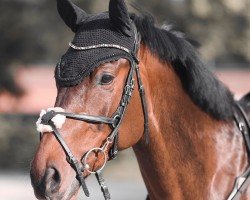 Springpferd Deauville BF (Westfale, 2018, von Dembelé L)