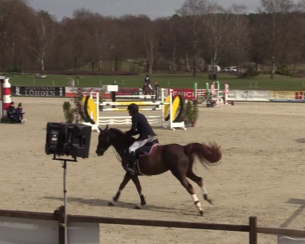Reitturnier Westergellersen 2025