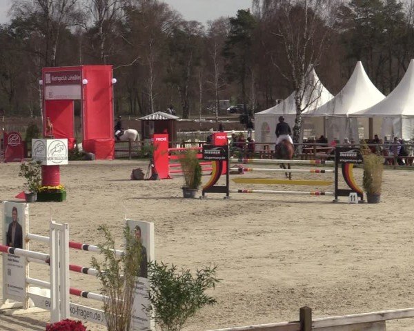 Reitturnier Westergellersen 2025