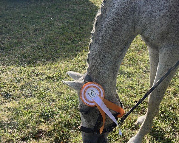 broodmare Dalaika (Westphalian, 2008, from D-Online)