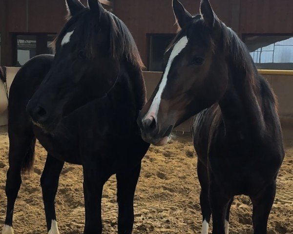 horse Caja K. (Oldenburg show jumper, 2024, from Coeur Rouge)