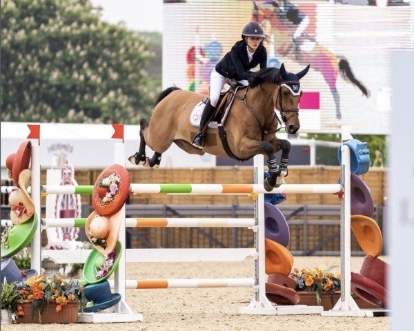 Springpferd I. Am Jordan (KWPN (Niederländisches Warmblut), 2013, von Air Jordan Z)